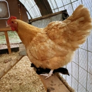 Buff on a chick