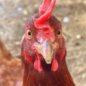 Rhode island red head