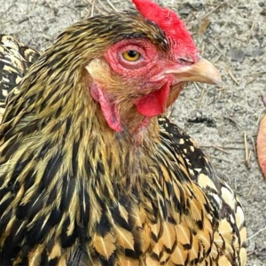 bantam lace hen