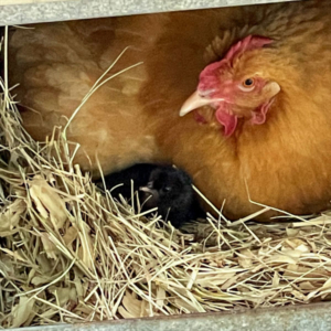 buff momma with chick in nest