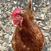 This Rhode Island Red hen is curious
