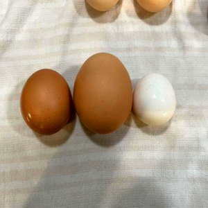 TnF farm fresh eggs come in all sizes.
