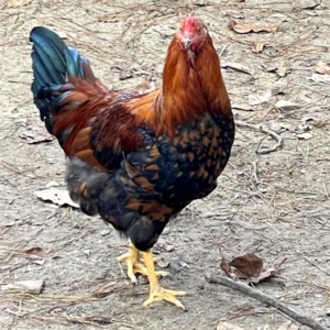 barnyard mix rooster