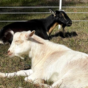 nigerian dwarf goats relaxing in the sun
