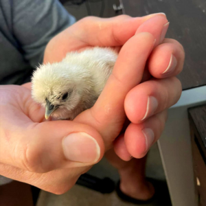baby chick hours old