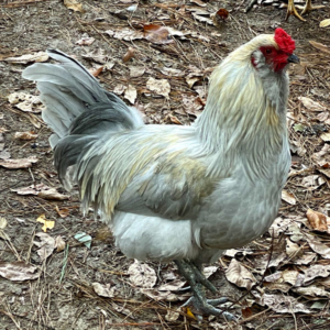 Lavender rooster