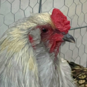 head shot of a a lavender ameraucana rooster