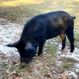 guinea hog looking for more tree nuts