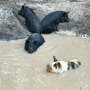 pigs getting the spa treatment