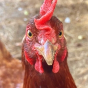 hen head close up