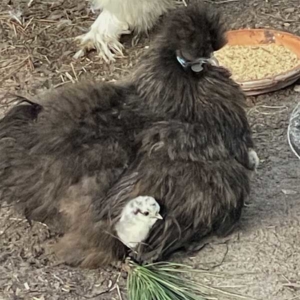 black silkie with hatchling chick
