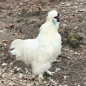 Silkies and frizzles - silkie rooster crowing