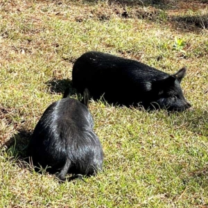 american guinea hogs sunbathing