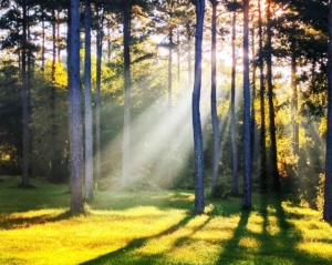 pig pasture at sunrise