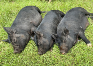 3 little pigs sleeping the afternoon away