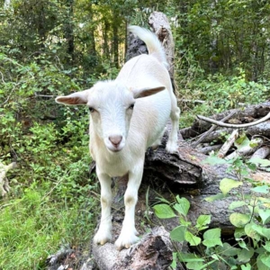 Ole is a playful white farm goat on a log