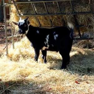 young buckling male goat