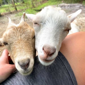 happy young goats wanting attention