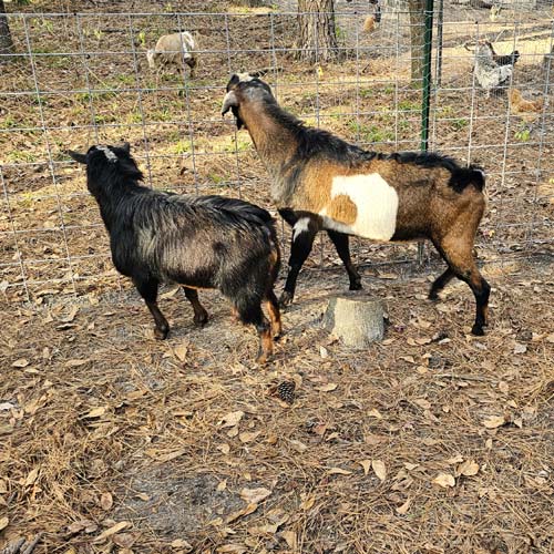 Nigerian Dwarf and Mini Nubian bucks watching a doe