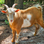 Nigerian Dwarf Buck