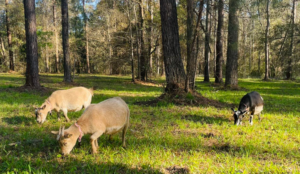 Nigerian does grazing in the pasture are big in dairy benefits