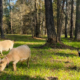 Nigerian does grazing in the pasture are big in dairy benefits