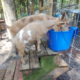 Nigerian Dwarf does eating minerals