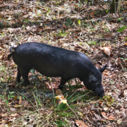 Young American Guinea hog rooting for tree nuts