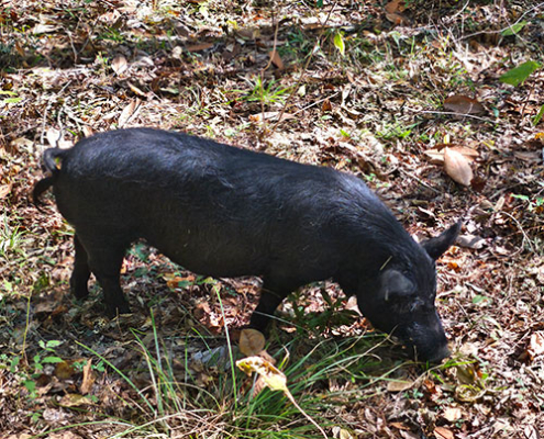 Young American Guinea hog rooting for tree nuts