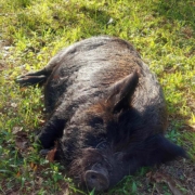 American Guinea Hog Sunbathing