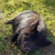 American Guinea Hog Sunbathing