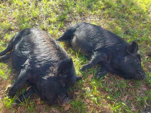 American Guinea Hogs Sunbathing