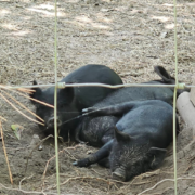 American Guinea hogs heritage breed