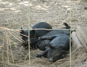 American Guinea hogs heritage breed