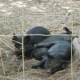 American Guinea hogs heritage breed