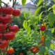 lush gardens are possible in the suburbs of Jacksonville Florida