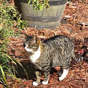 Sneaker the outside cat