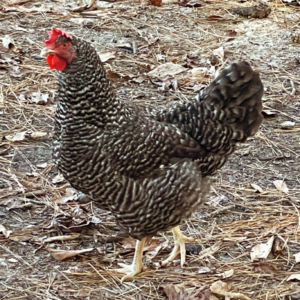 barred rock hen