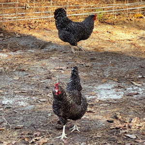 barred rock hens looking for food