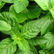 basil without flowers growing