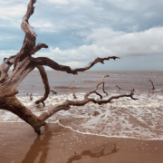 Near Jacksonville is a unique place known as Boneyard beach