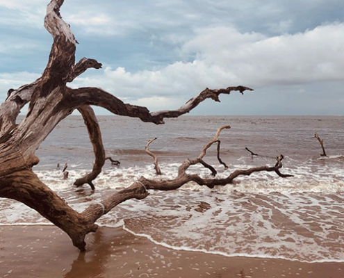 Near Jacksonville is a unique place known as Boneyard beach