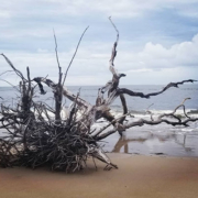 Boneyard beach is full of sun bleached trees and driftwood.