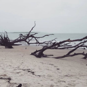 photo from an overcast day at Boneyard beach