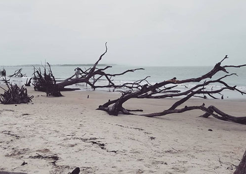 photo from an overcast day at Boneyard beach