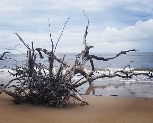 Boneyard beach is full of sun bleached trees and driftwood.