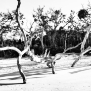 High contrast shot of sun bleached tree skeletons at Boneyard beach.