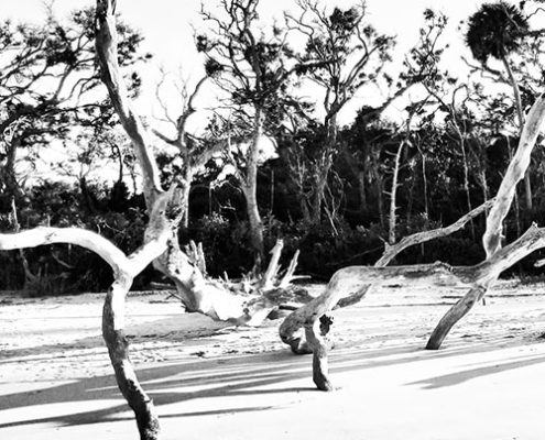 High contrast shot of sun bleached tree skeletons at Boneyard beach.