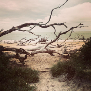 The entrance to Boneyard beach is a hike.