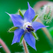 borage